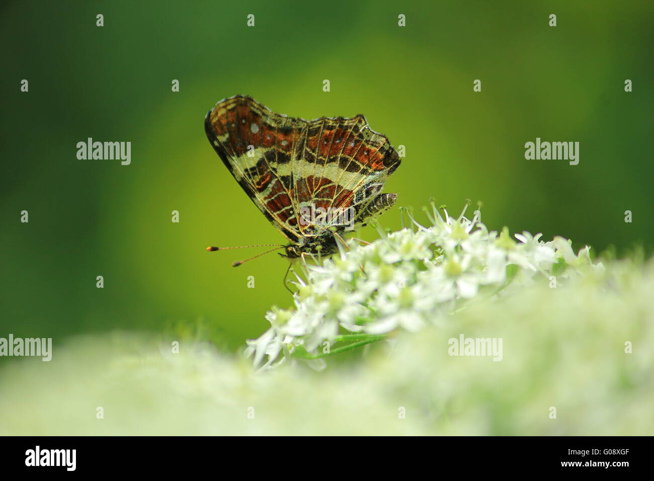 Relaxed butterfly hi-res stock photography and images - Alamy