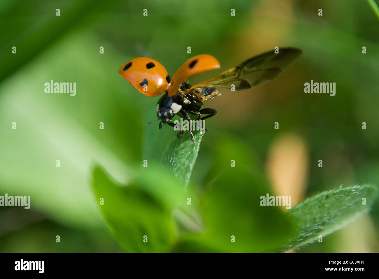 flying Ladybug Stock Photo