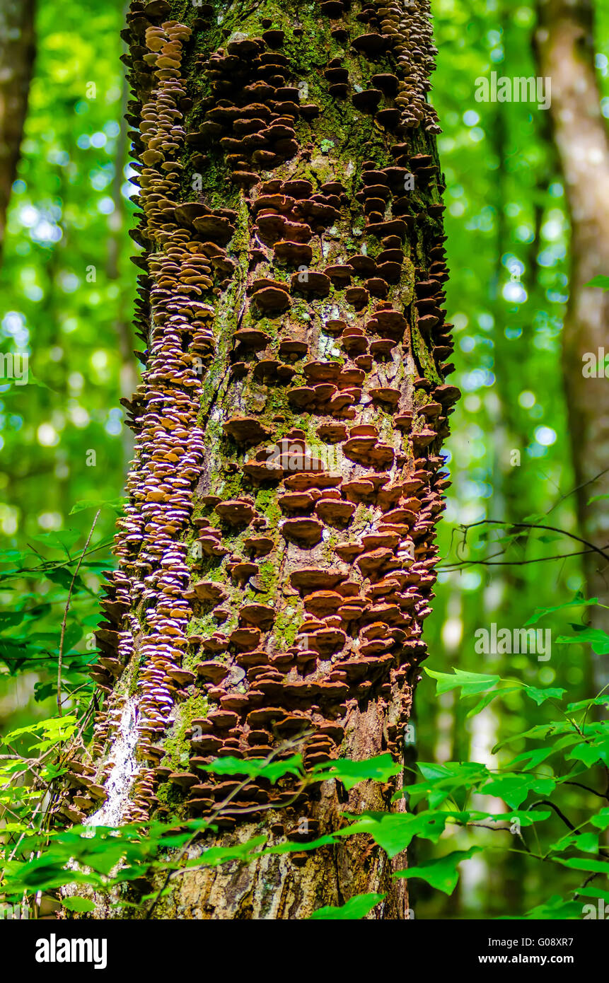 mushrooms growing on a live tree in the forest, illustrating the