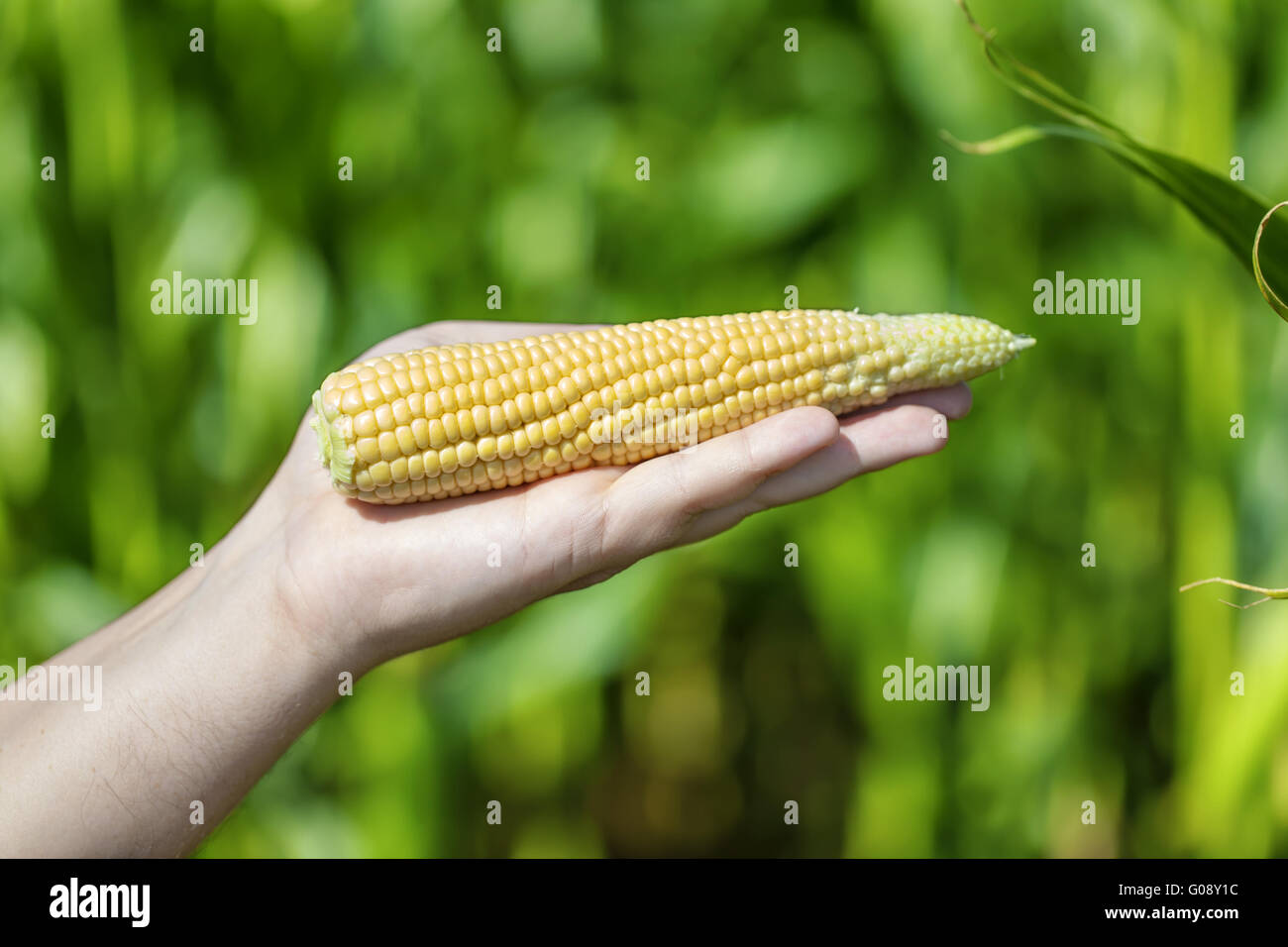 An ear of corn in hand Stock Photo
