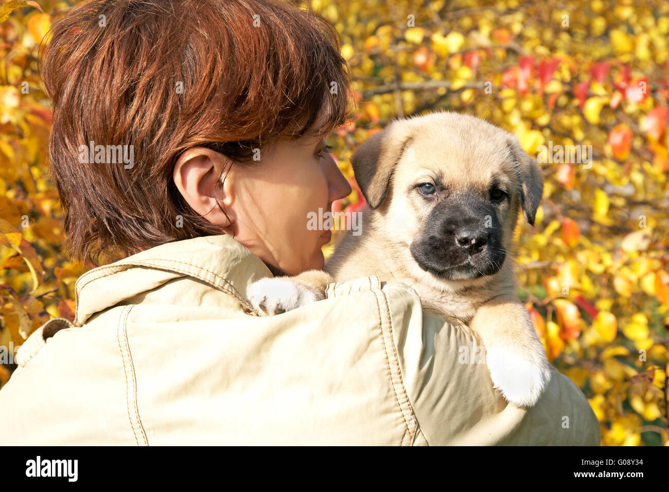 The woman with a puppy in hands against autumn leaves Stock Photo