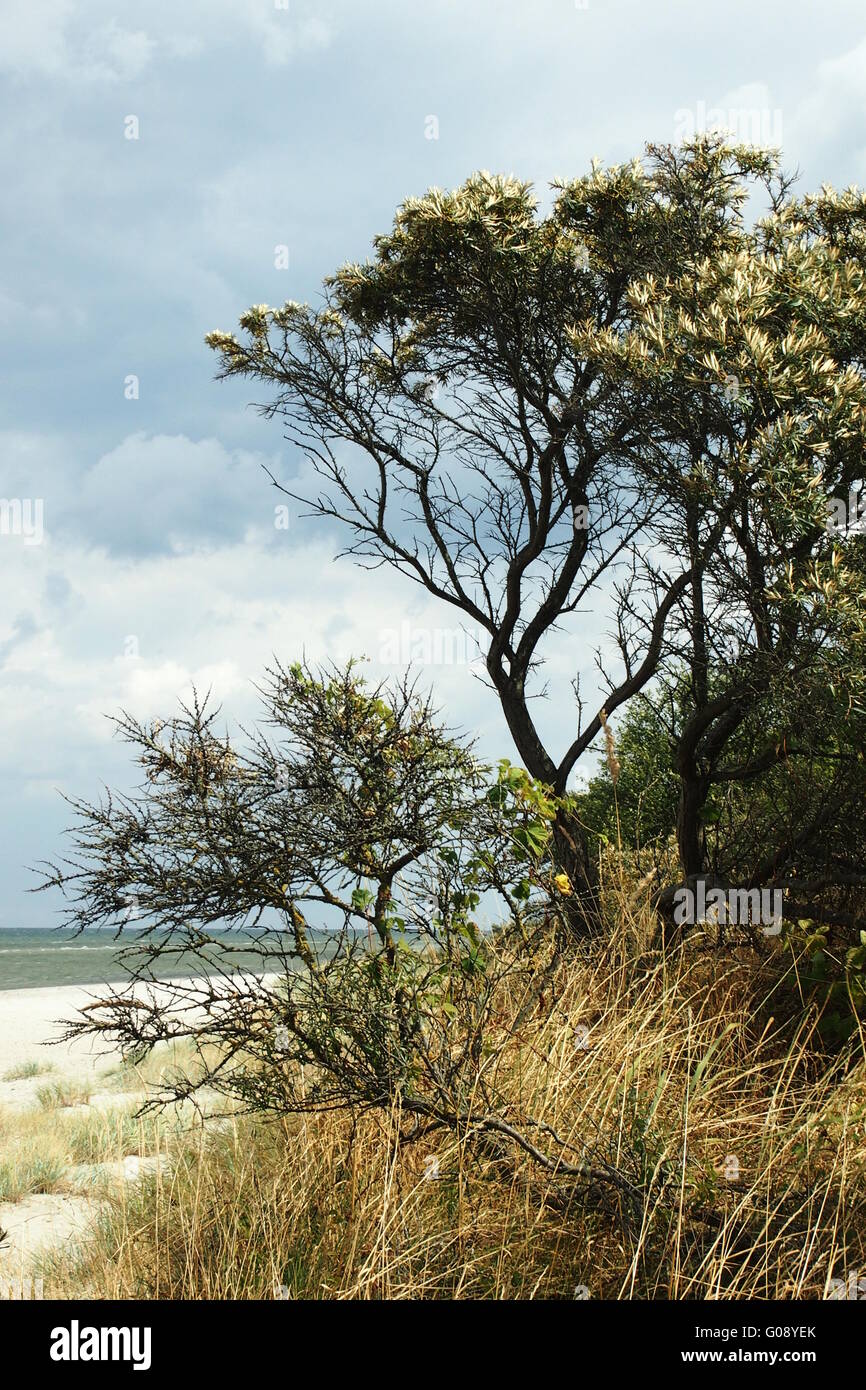 Baltic Sea Cost Dune Sallow Thorn Stock Photo