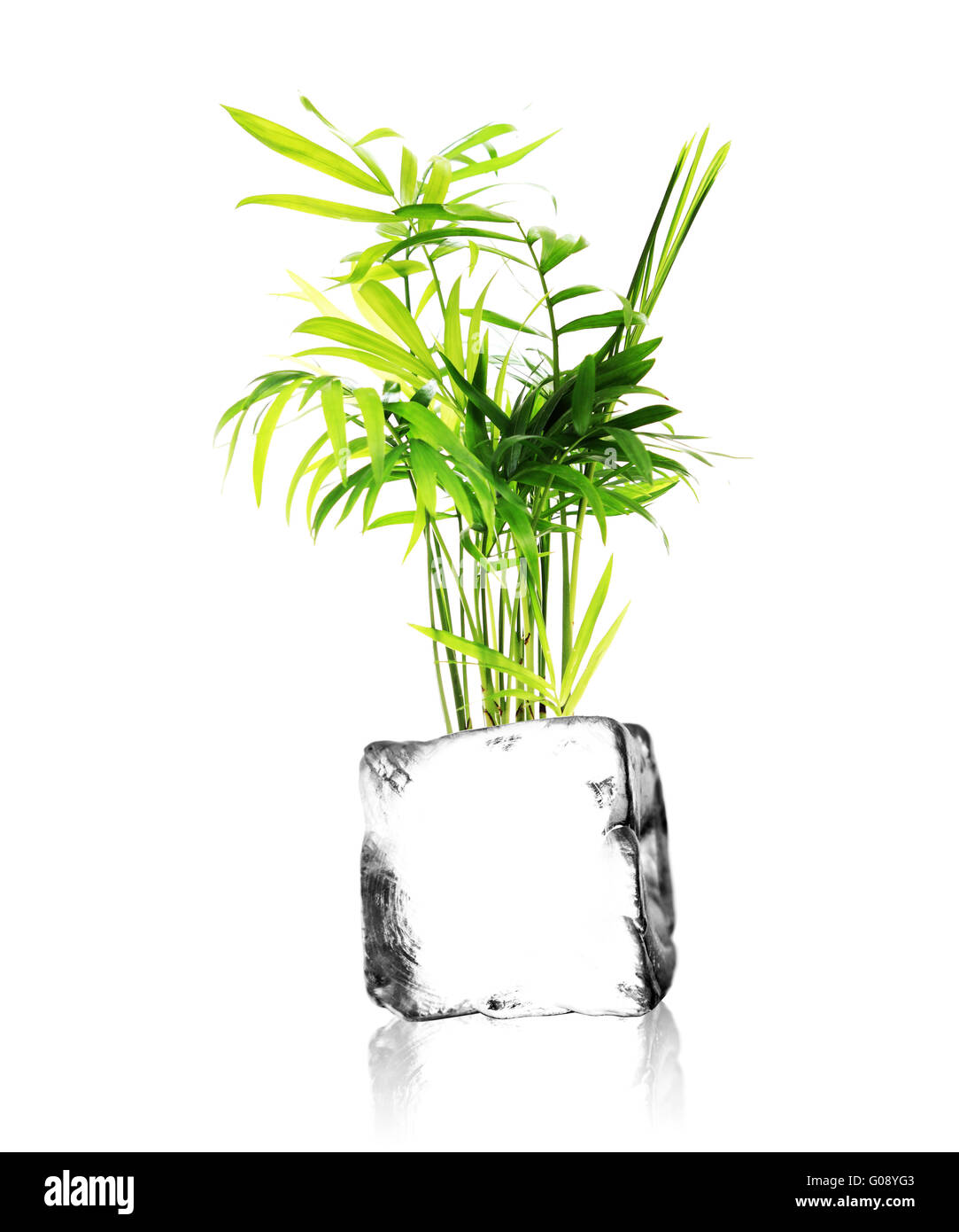 a plant growing out of a ice cube with white backg Stock Photo
