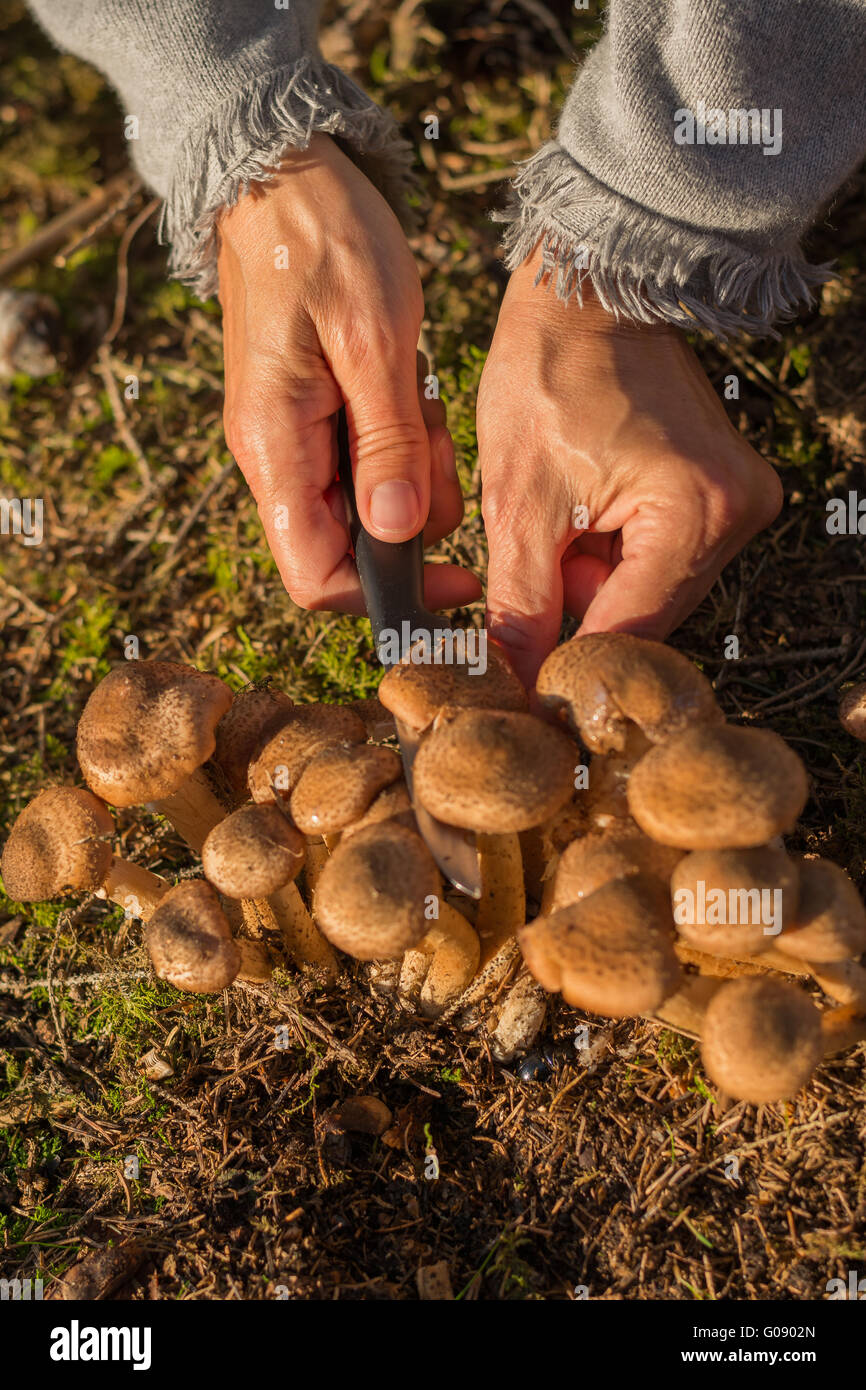 collecting mushrooms Stock Photo