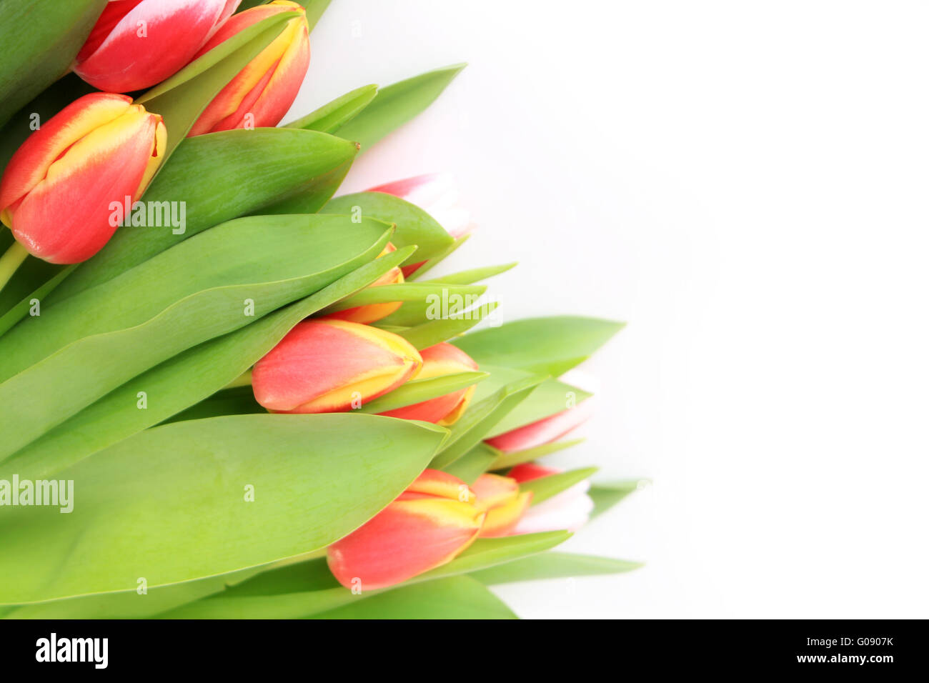 Beautiful pink tulips isolated on white background Stock Photo