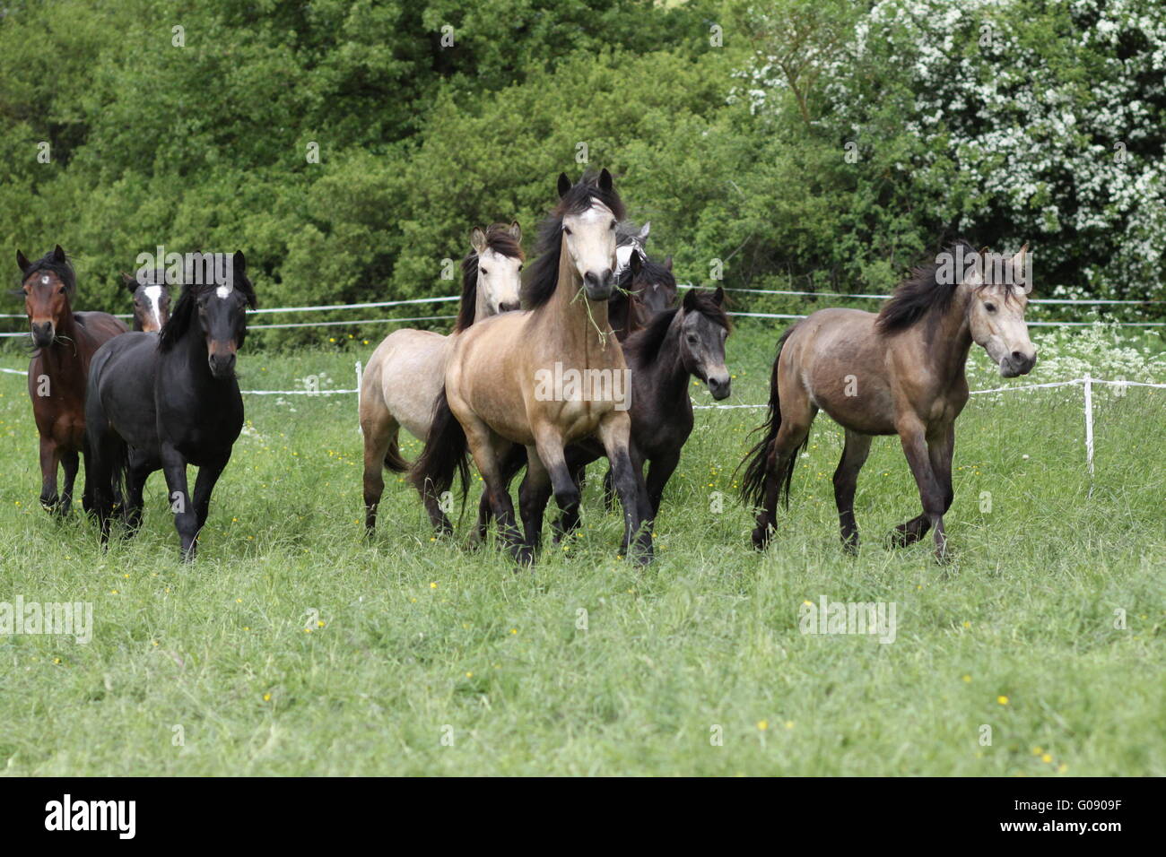 young Connemaraponys Stock Photo - Alamy