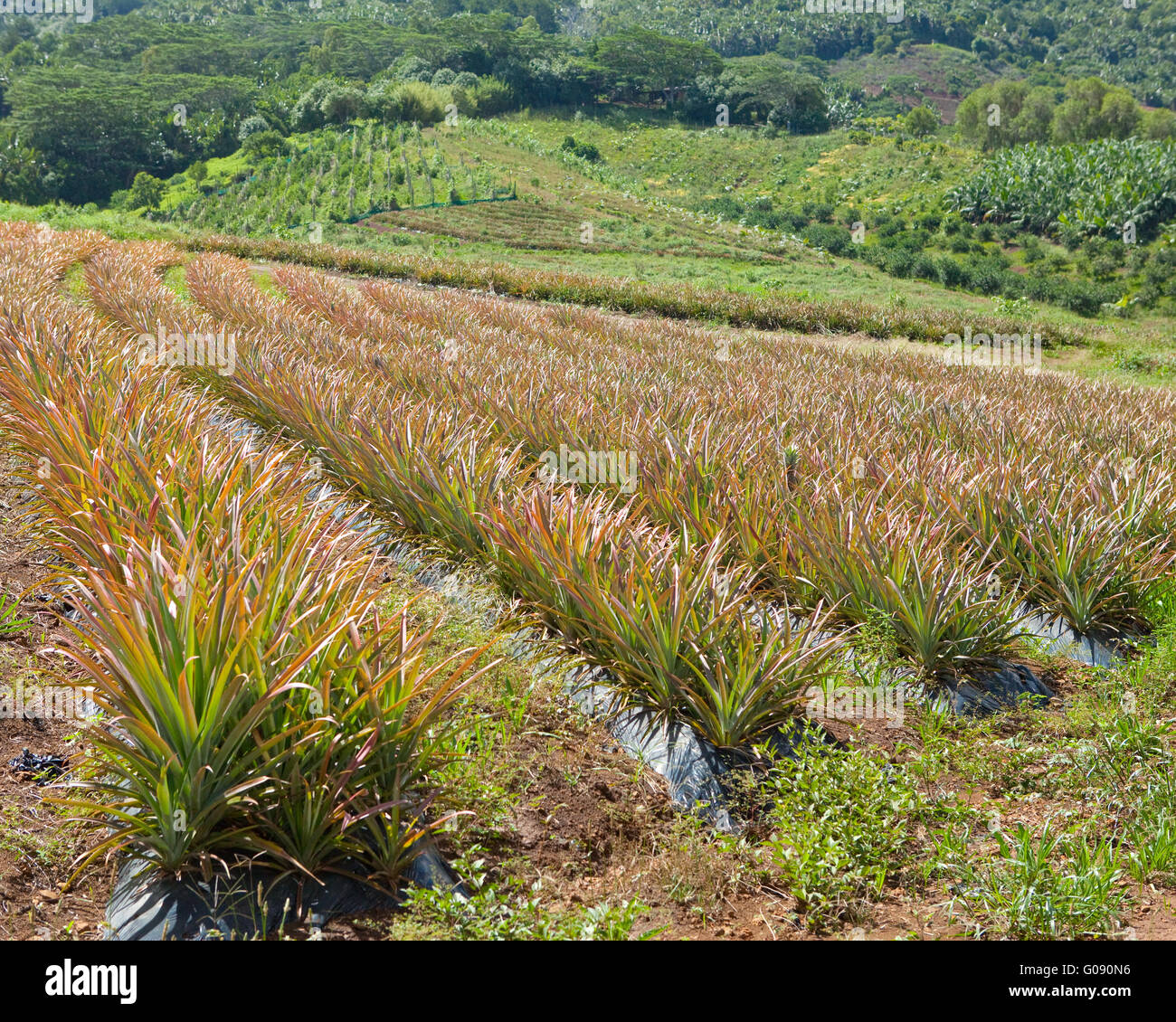 Mauritius.Plantations of pineapples in a hilly ter Stock Photo - Alamy