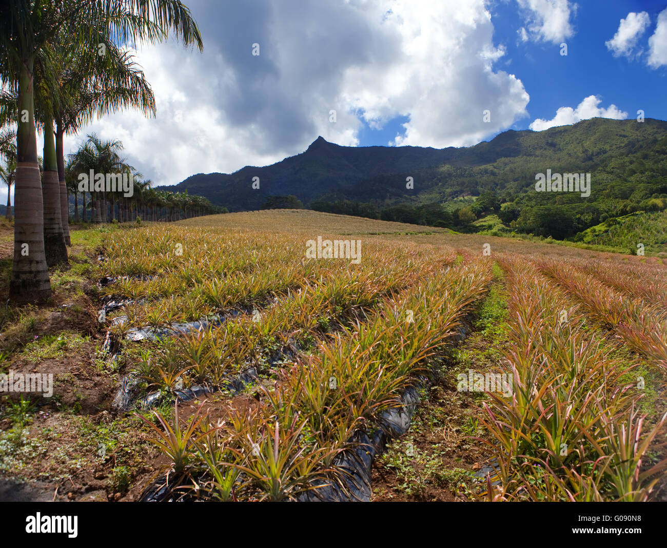 Mauritius. Plantations of pineapples in a hilly te Stock Photo - Alamy