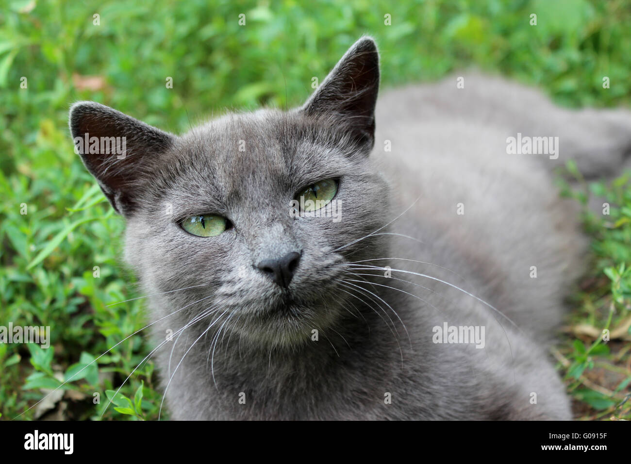 image of Siamese cat in the green grass Stock Photo - Alamy