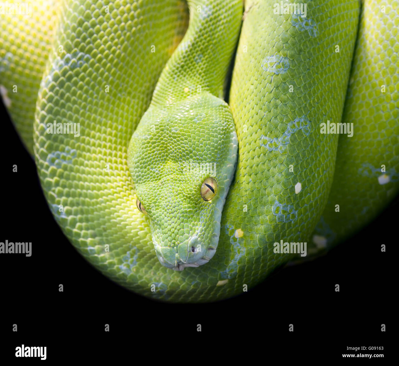 Green Tree Python Stock Photo - Alamy