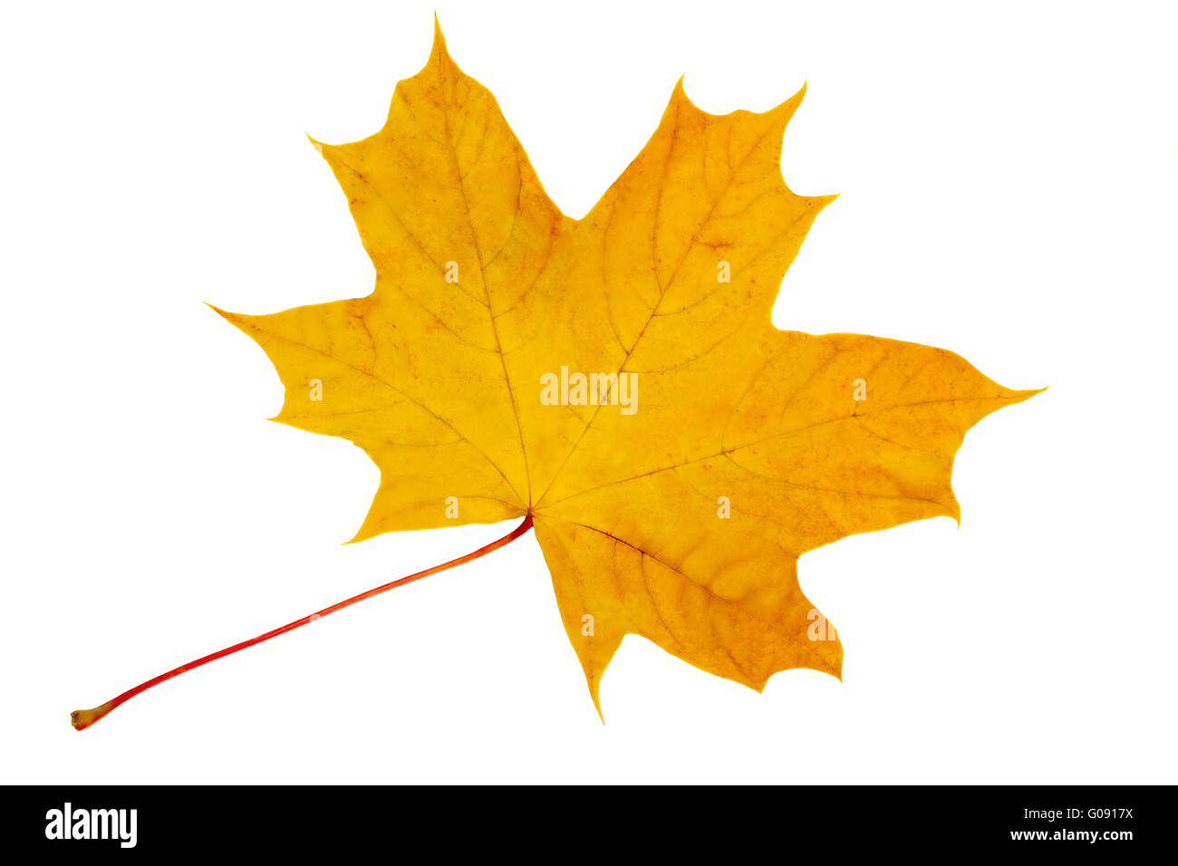Autumn, yellow maple leaf on a white background. Stock Photo