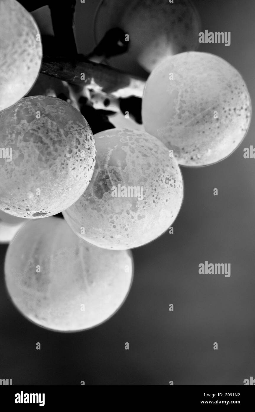 Riesling grapes Vertical format black-and-white Stock Photo