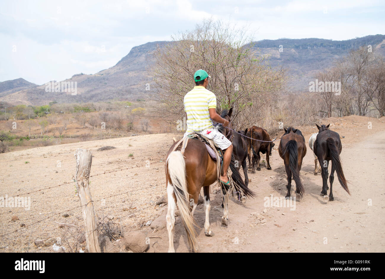 herding cattle nicaragua Stock Photo