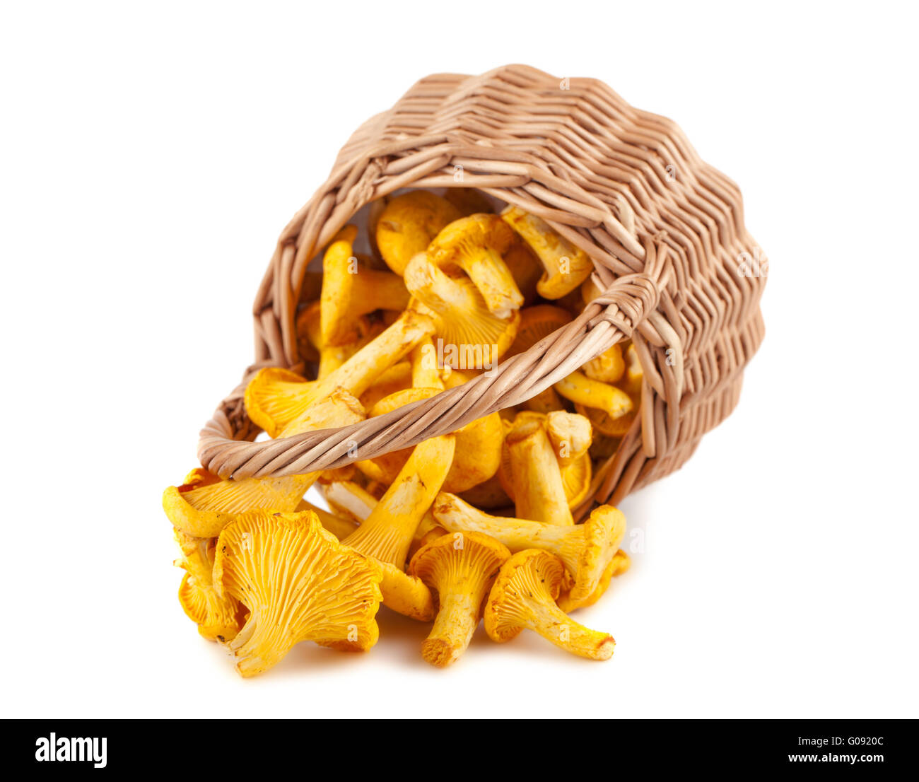 Delicious edible wild mushroom, with lot of common names, Weeping milk cap,  Tawny milkcap, The orange-brown milky Stock Photo - Alamy