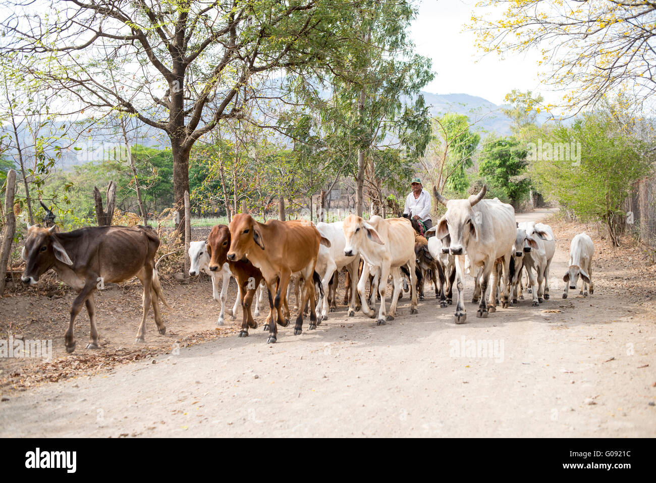 herding cattle nicaragua Stock Photo