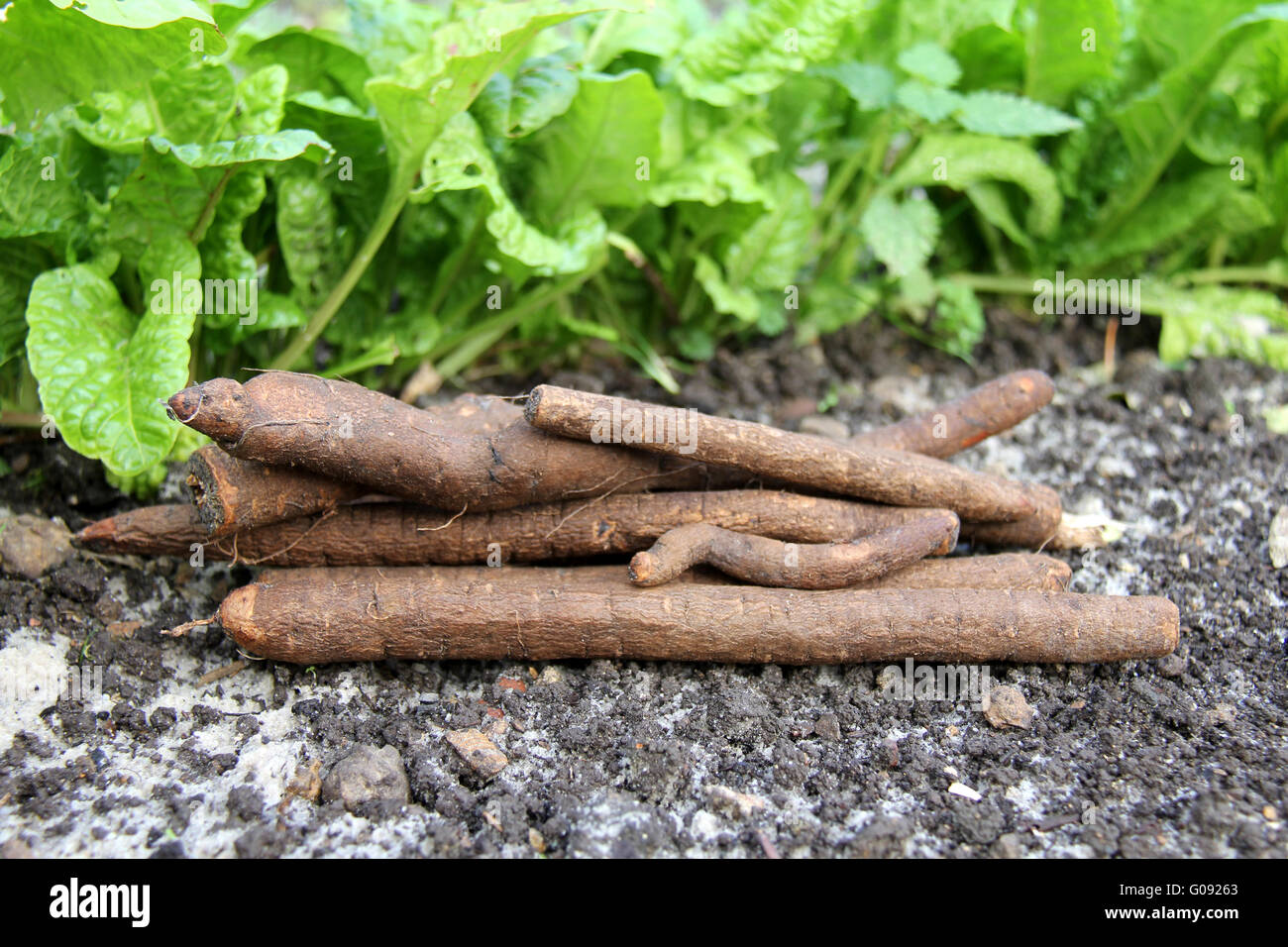 Garten Schwarzwurzel Stock Photos Garten Schwarzwurzel Stock