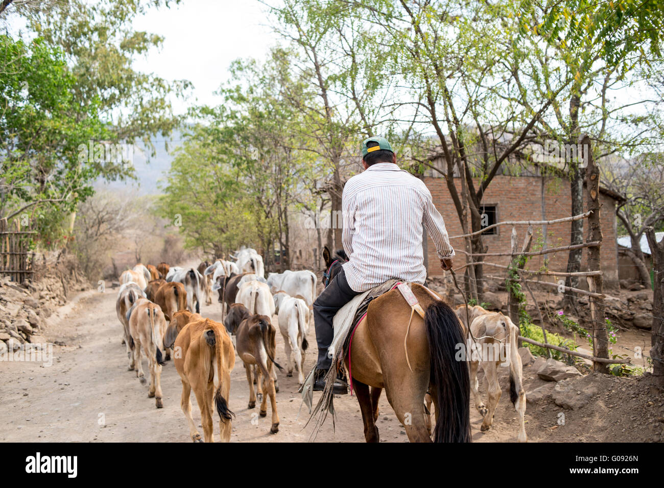 herding cattle nicaragua Stock Photo