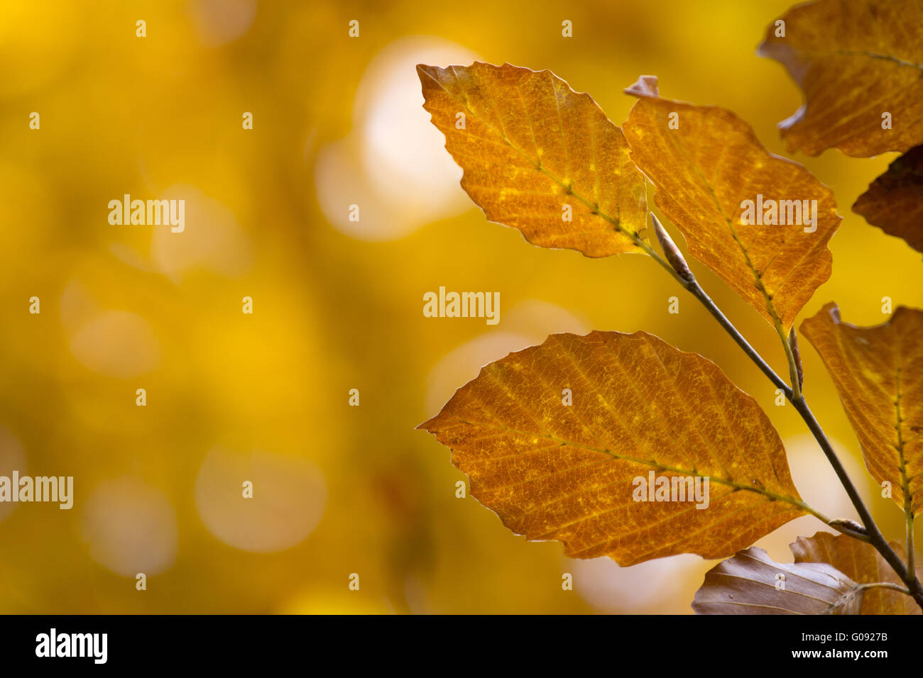 Autumn leaves with colorful background, orange Stock Photo