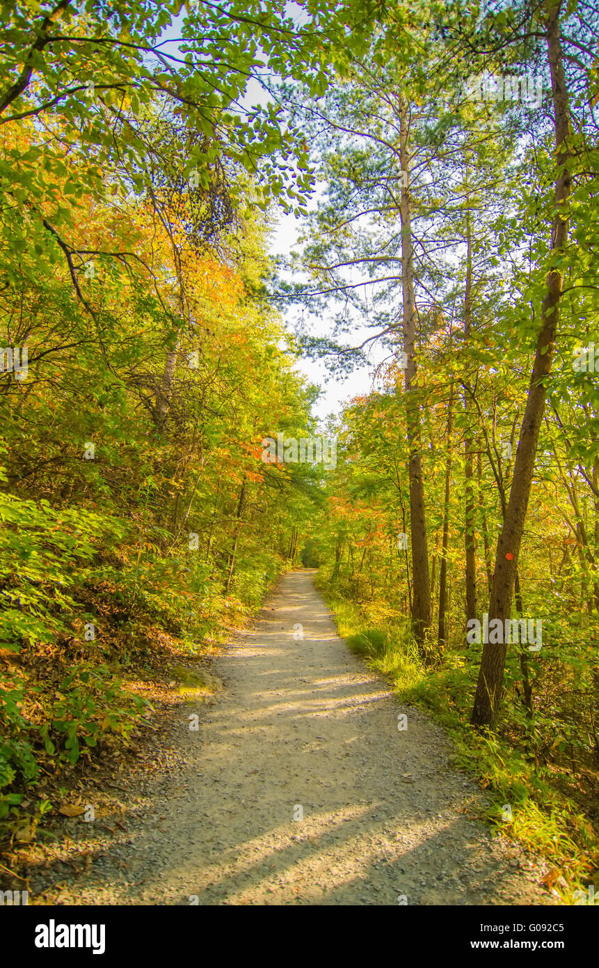 Beautiful autumn forest mountain stair path at sunset Stock Photo