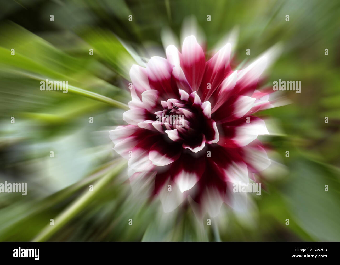 Dahlia hybrid with zoom effect Stock Photo