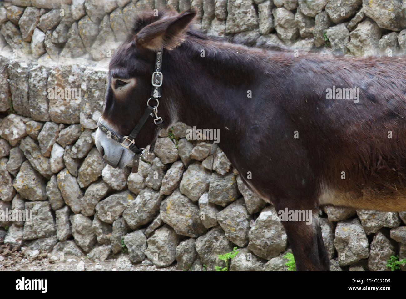 Young donkey in a harness Stock Photo
