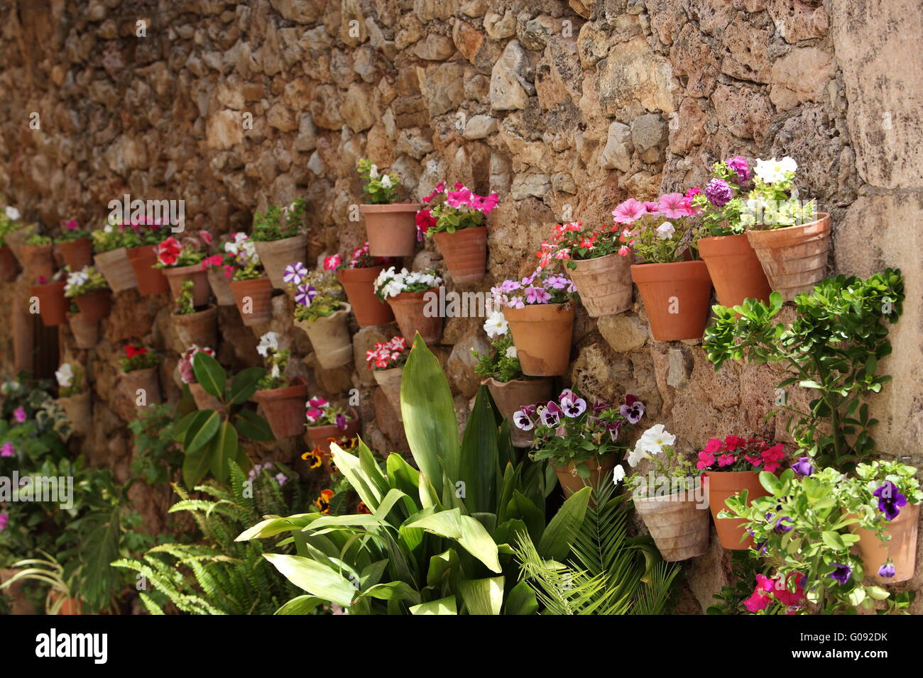 Colourful array of potted flowering plants Stock Photo