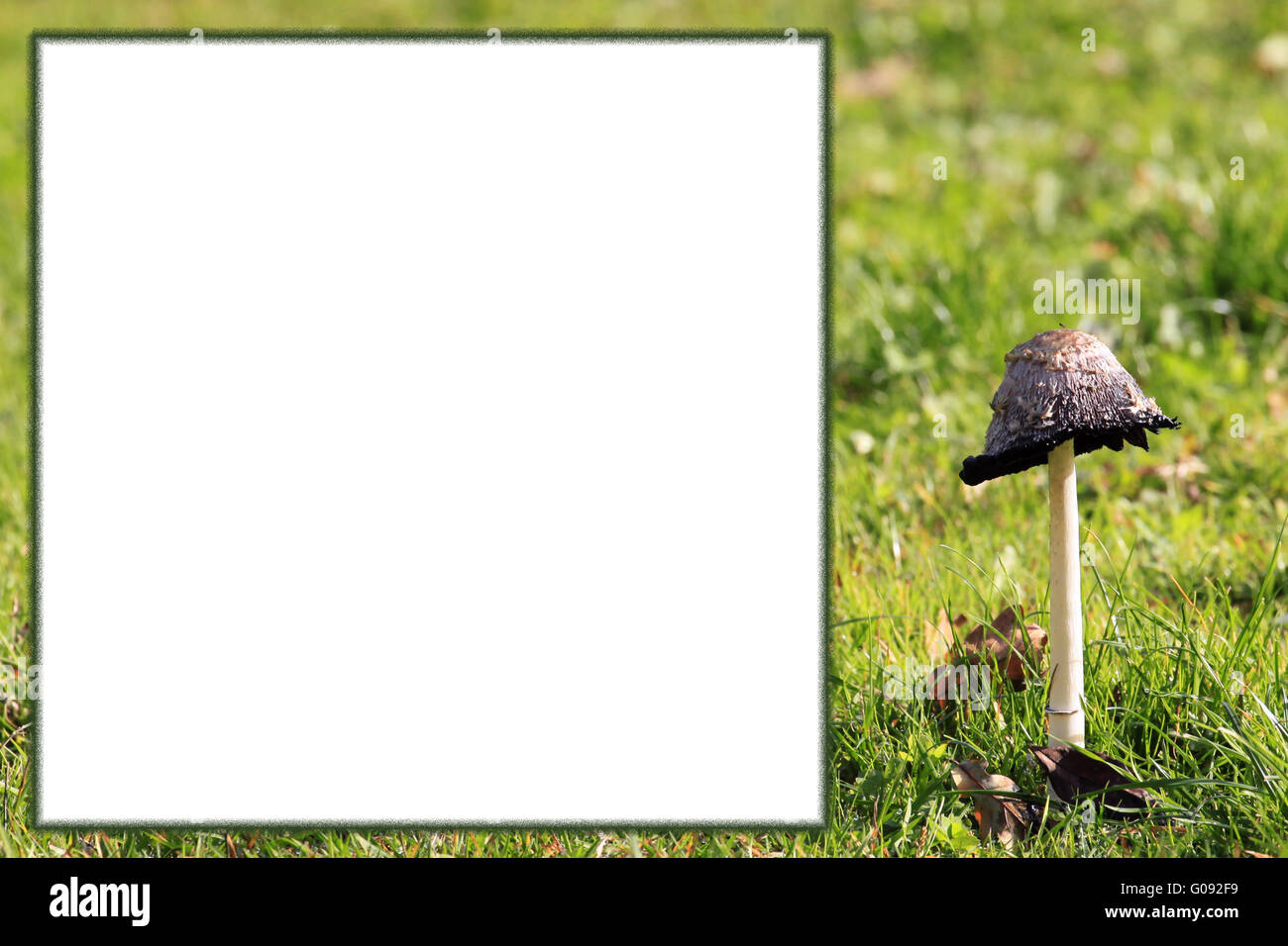 Mushroom frame with copy space for own text Stock Photo