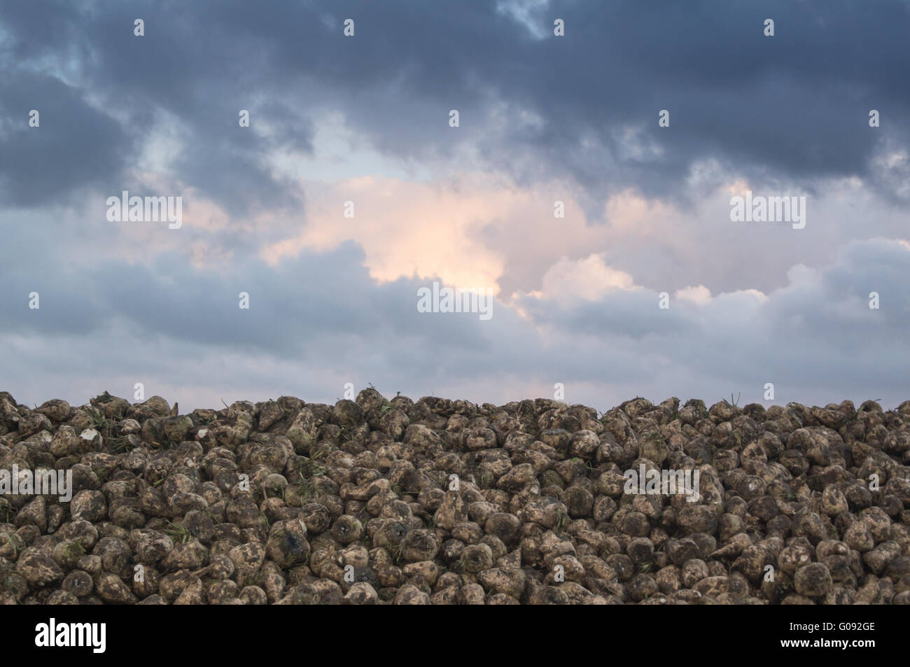 sugar beet harvest Stock Photo