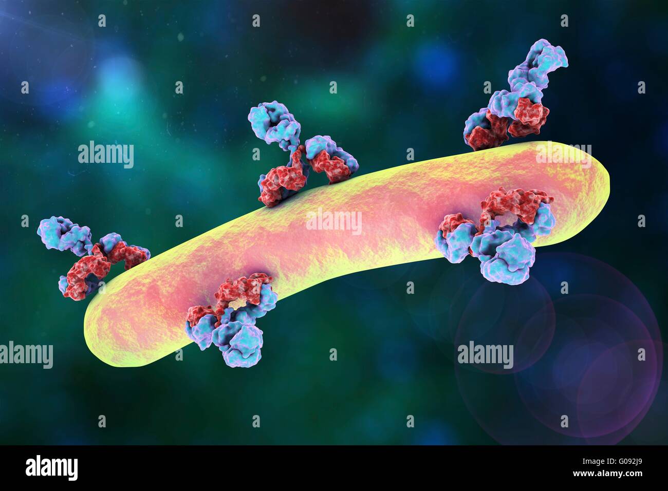 Antibodies attacking bacterium, illustration, conceptual image. Stock Photo