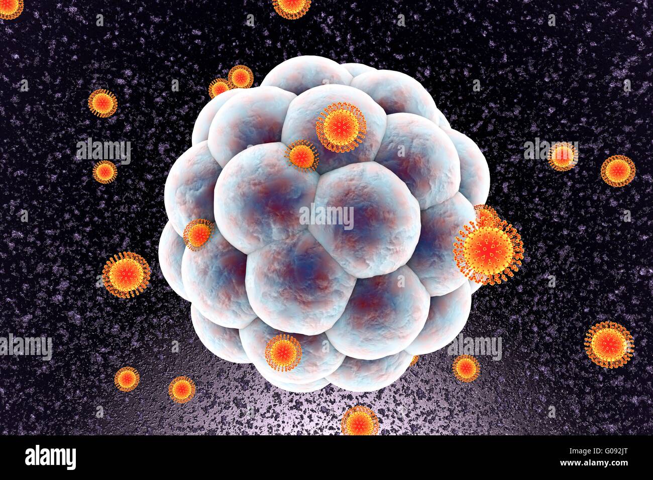 Zika viruses infecting human embryo, computer illustration. This is an RNA (ribonucleic acid) virus from the Flaviviridae family. It is transmitted to humans via the bite of an infected Aedes sp. mosquito. It causes zika fever, a mild disease with symptoms including rash, joint pain and conjunctivitis. In 2015 a previously unknown connection between Zika infection in pregnant women and microcephaly (small head) in newborns was reported. This can cause miscarriage or death soon after birth, or lead to developmental delays and disorders. Stock Photo