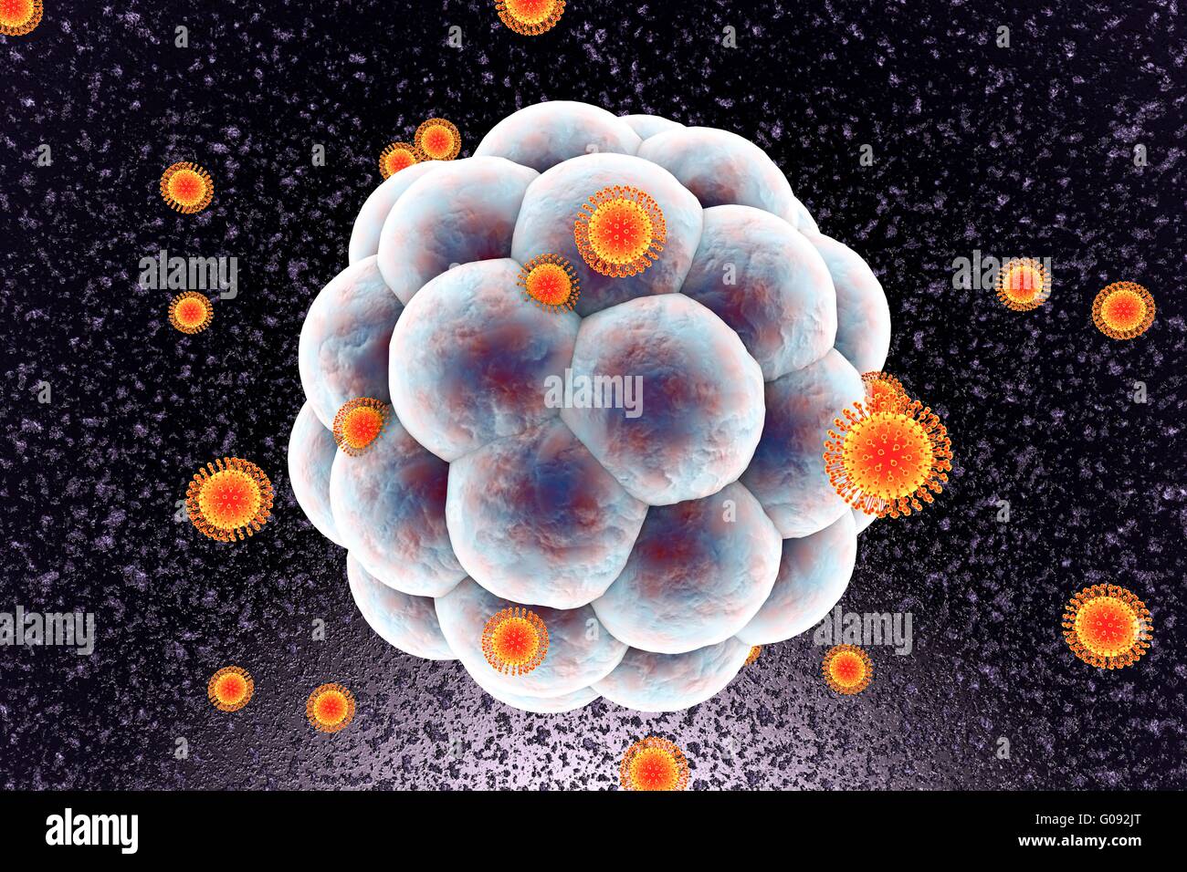 Zika viruses infecting human embryo, computer illustration. This is an ...