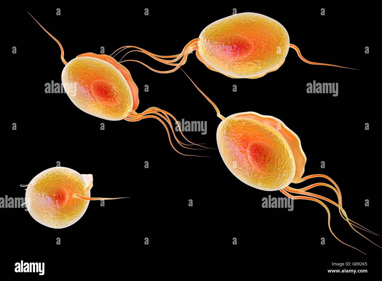 Trichomonas vaginalis, computer illustration. Trichomonas vaginalis is a parasitic microorganism and is the causative agent of trichomoniasis. Trichomoniasis is a common cause of vaginitis and is a sexually transmitted disease. Stock Photo