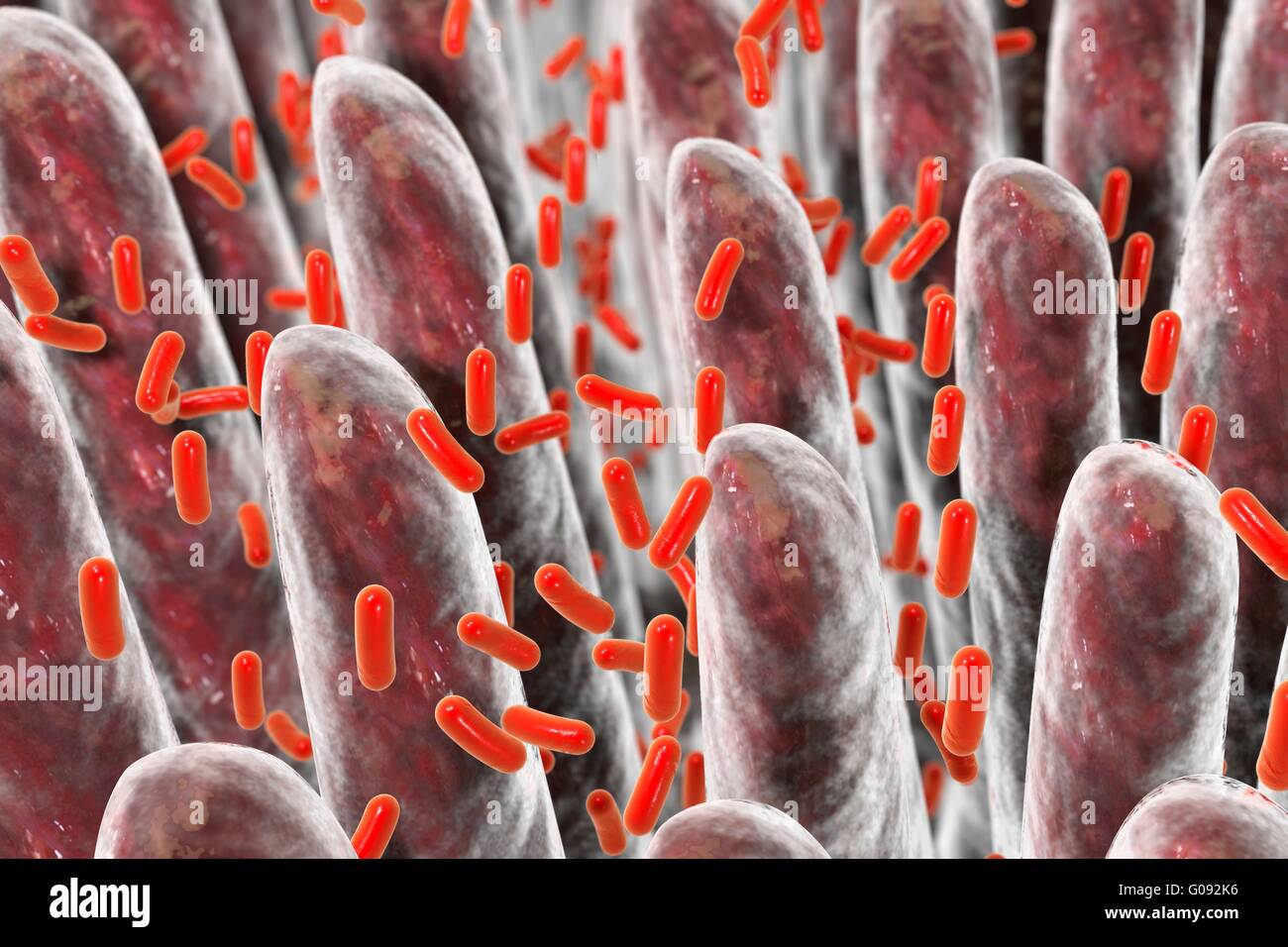 Computer illustration of bacteria present in intestine on the surface of intestinal villi. Stock Photo