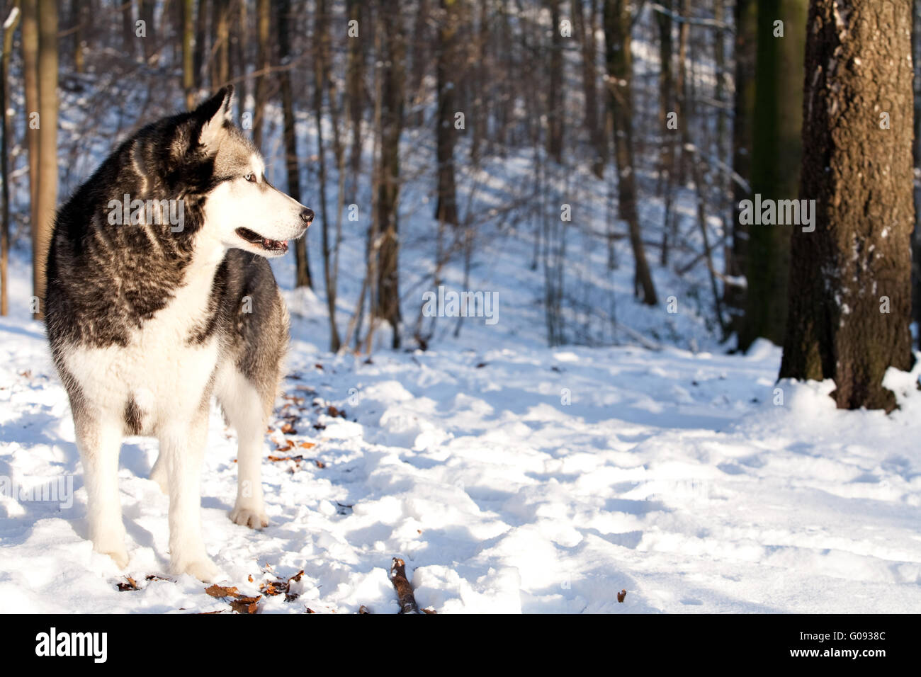 Crossbreed Huskey Malamut in the snow watching Stock Photo