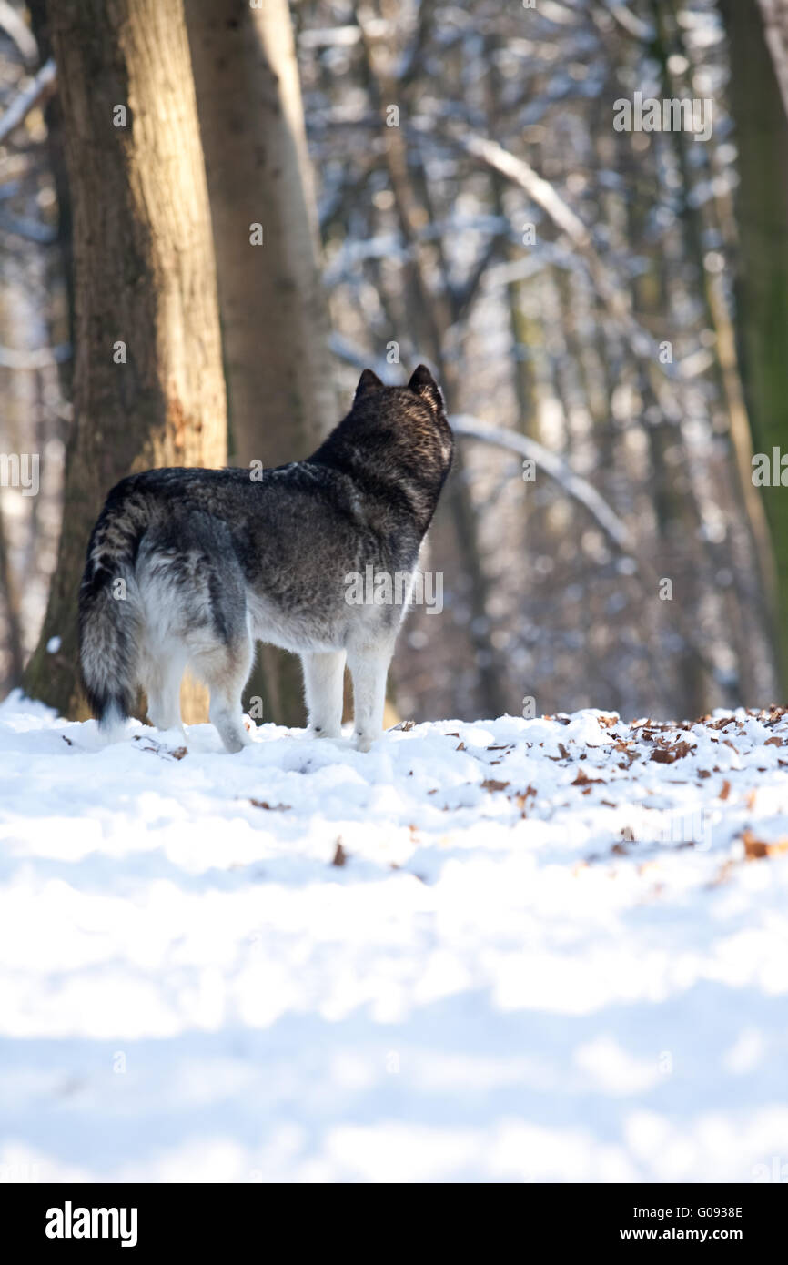Crossbreed Huskey Malamut in the snow looking away Stock Photo