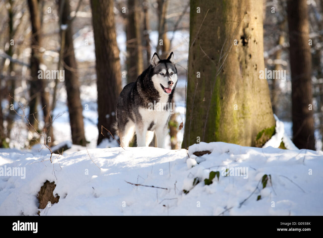 Crossbreed Huskey Malamut in the snow on guard Stock Photo