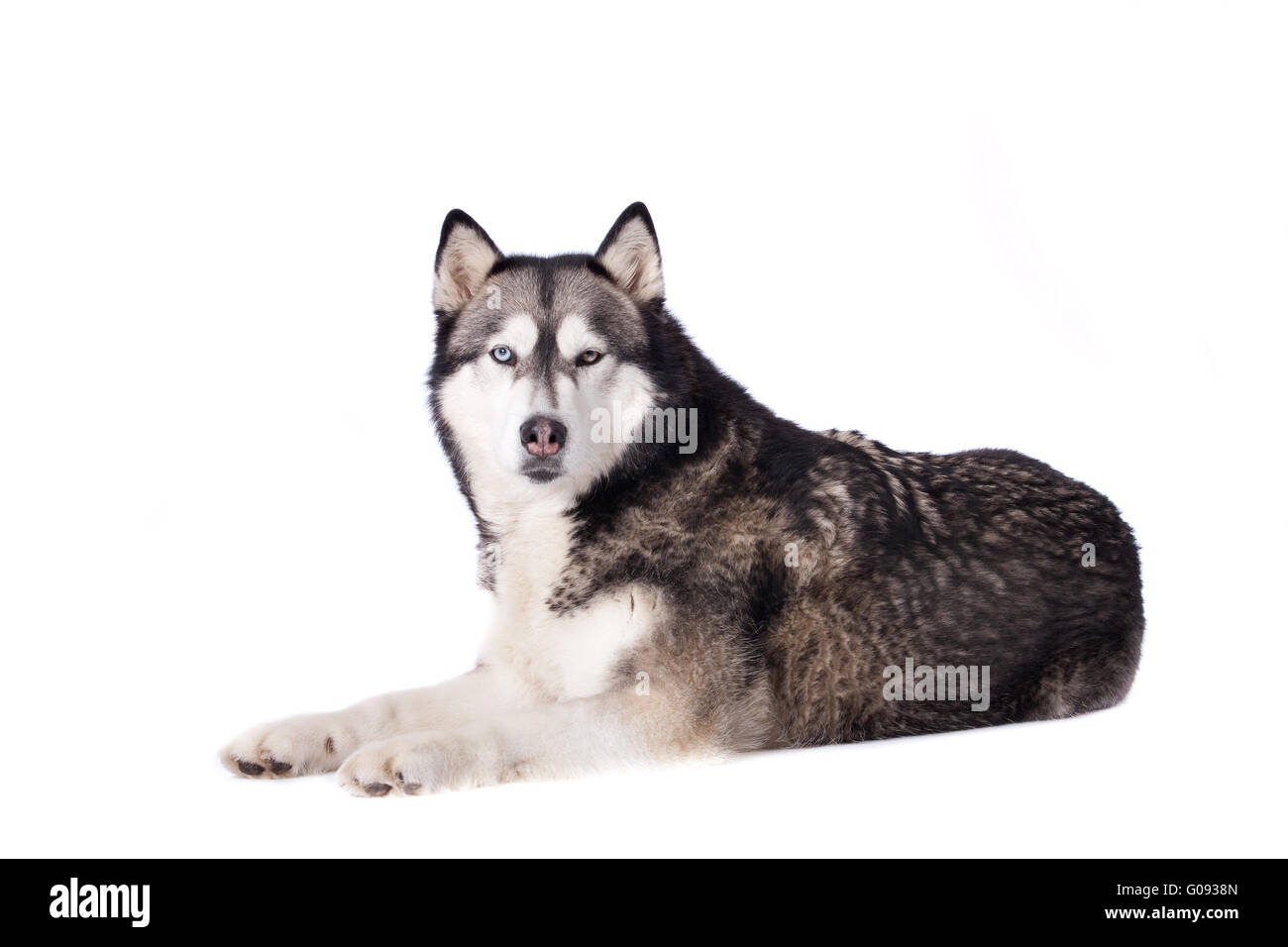 Crossbreed dog between husky and malamut looking at you Stock Photo