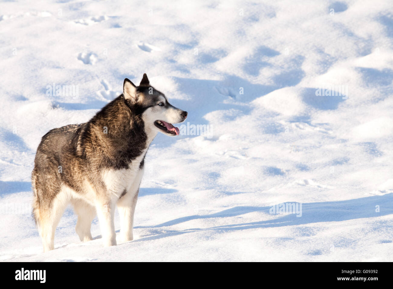 Crossbreed Huskey Malamut in a field of snow Stock Photo