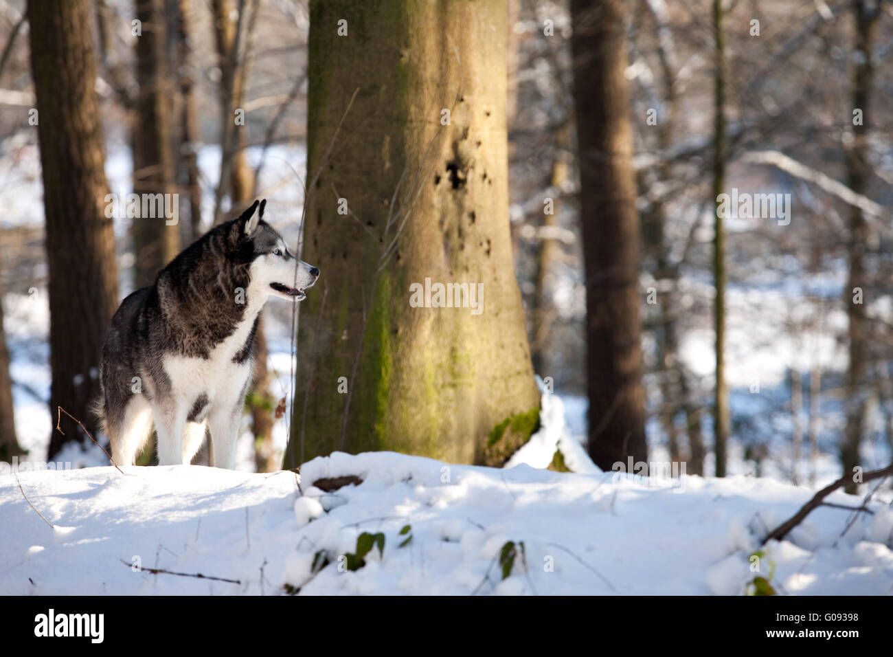 Crossbreed Huskey Malamut in the snow looking aside Stock Photo