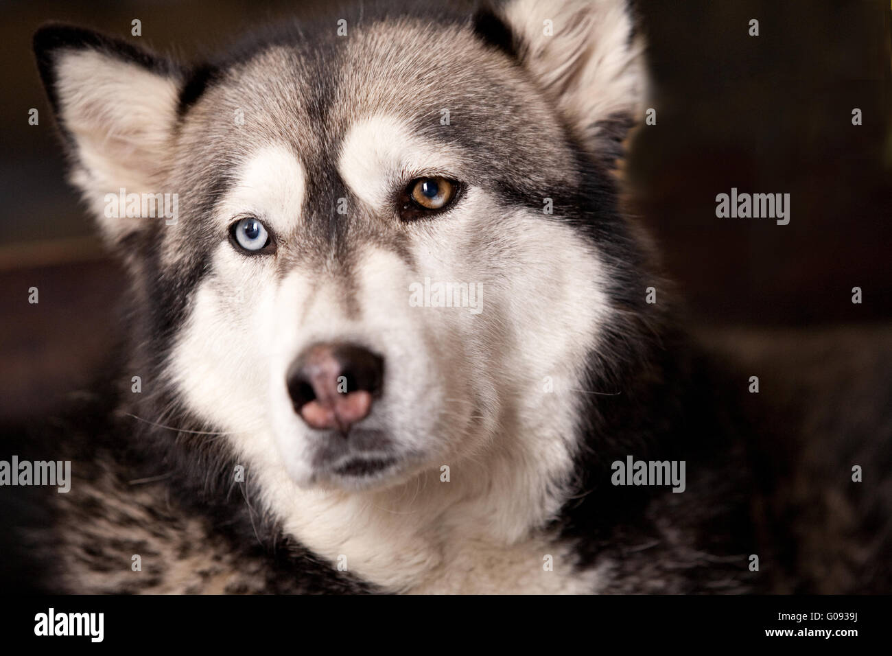 Crossbreed dog between husky and malamut looking tyred Stock Photo