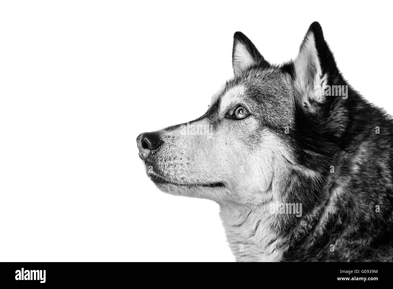 Crossbreed dog between husky and malamut attentive Stock Photo