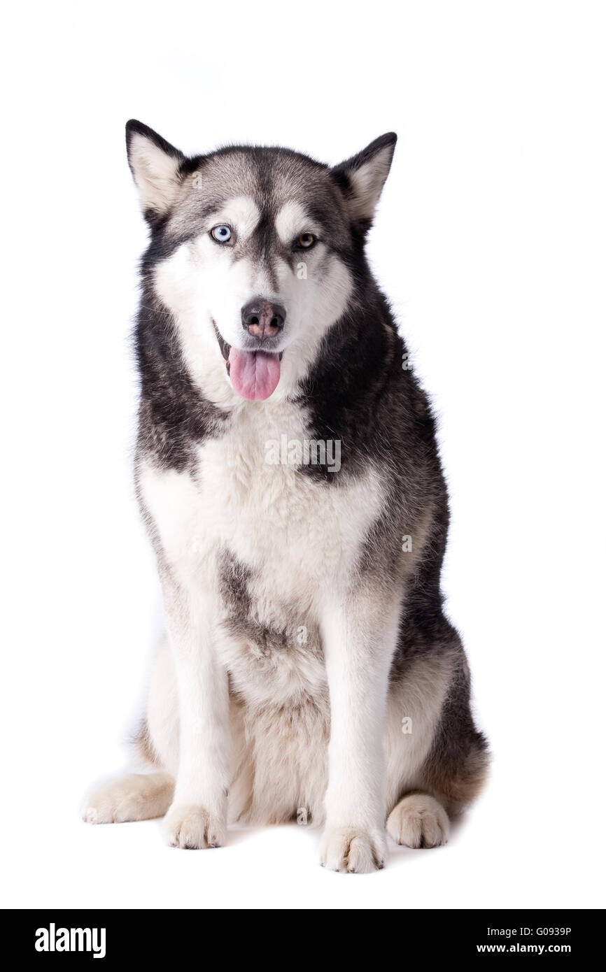 Crossbreed dog between husky and malamut looking happy Stock Photo