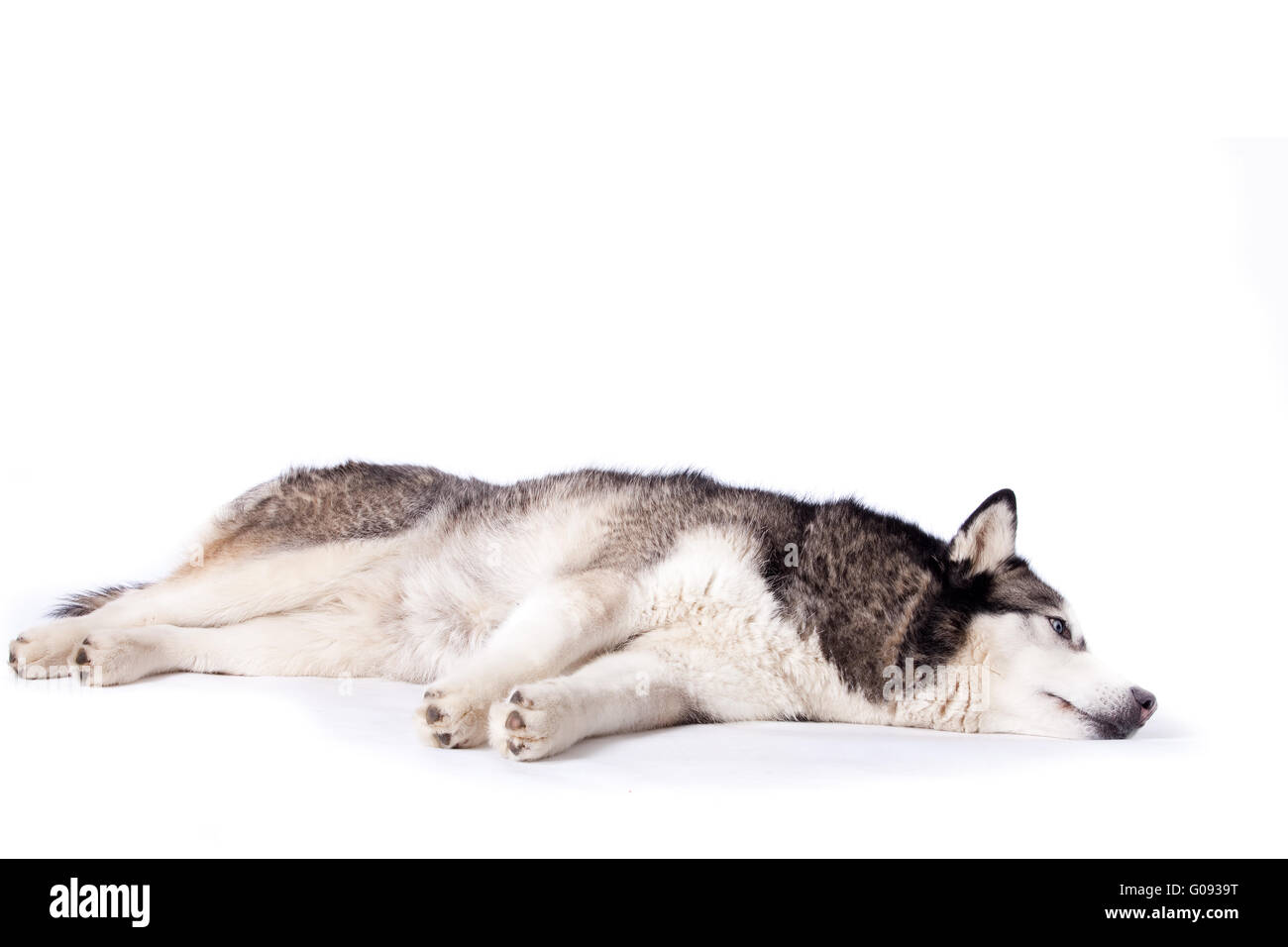 Crossbreed dog between husky and malamut laying on the floor Stock Photo