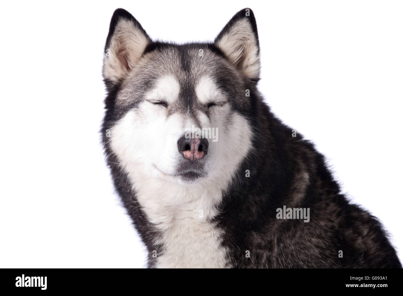 Crossbreed dog between husky and malamut enjoying Stock Photo