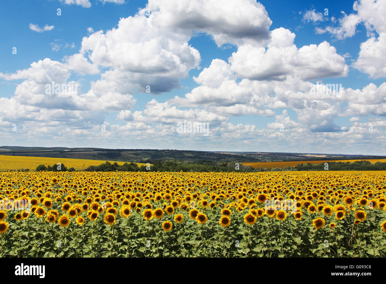 Ukraine sunflower harvest hi-res stock photography and images - Alamy