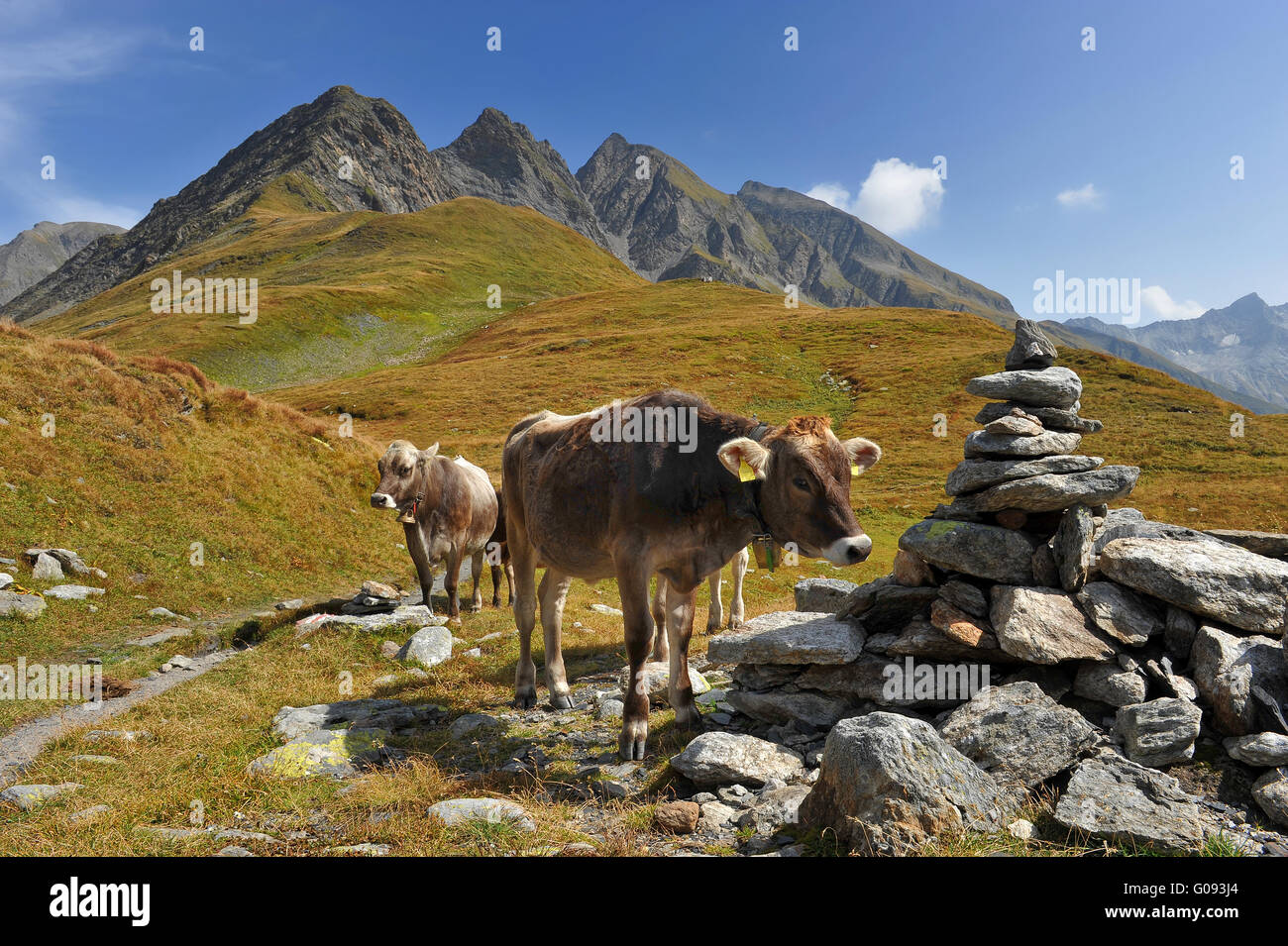 Cow at the feet of the mountains Stock Photo