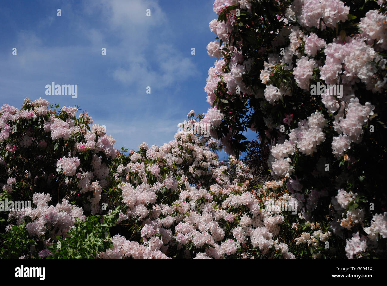 White rhododendrons against blue sky Stock Photo