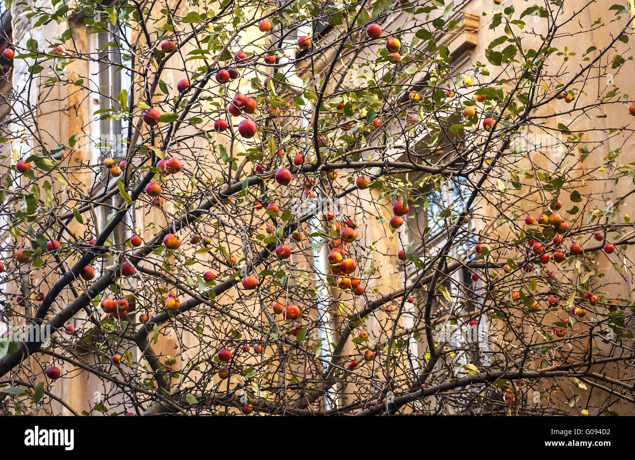 Winter apples left on leafless tree branches in th Stock Photo - Alamy