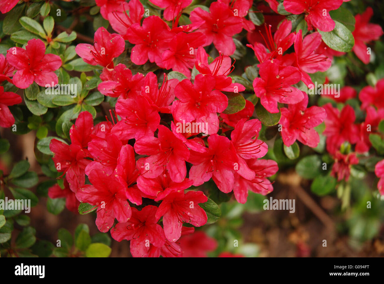 close up of  scarlet/crimson Azaleas flower Stock Photo