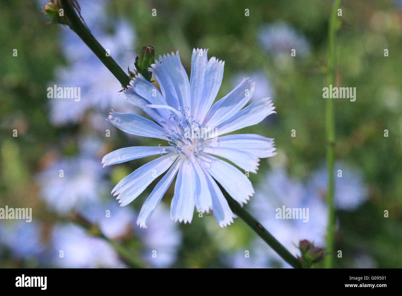 beautiful light blue flower of Cichorium in the fi Stock Photo